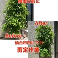 【仙台市内・剪定作業!!】