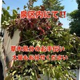 【泉区・草木処分のお手伝い!!】