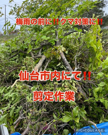 S__71032834.jpg
