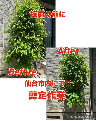 S__73285636.jpg